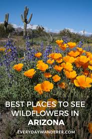 Maybe you would like to learn more about one of these? Arizona Wildflowers Phoenix Arizona Arizona Wildflower Bouquet Arizona Travel Arizona Travel Destin Arizona Wildflowers Arizona Travel Arizona Vacation