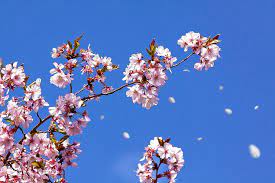 Page 3 Royalty Free Cherry Photos Free Download Pxfuel