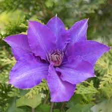 Image result for Clematis pulchra