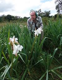 Image result for Polystachya steudneri