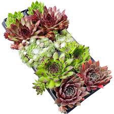 Hauswurz Kaufen Bei Obi