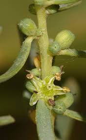 Image result for Suaeda plumosa