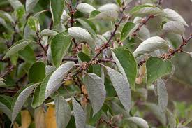 Image result for Pouzolzia guineensis