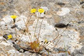 Image result for Crepis