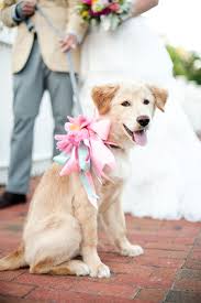 46 Dogs Of Honor That Will Melt Your Heart Petsinweddings Dogofhonor Weddingdogs Petflowercrowns Dog Wedding Wedding Pets Dog Clothes