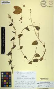 Image result for Kedrostis foetidissima