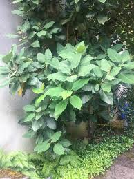 Image result for Magnolia delavayi