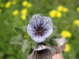 Image result for Cynoglossum coeruleum