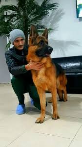 Turkiyenin En Ozel Alman Coban Kopegi Turkiyenin En Ozel Alman Coban Kopegi Kopek Kopekseverler Kopek Alman Coban Kopegi Coban Kopegi Evcil Hayvanlar