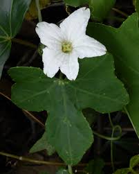 Image result for Coccinia grandis