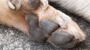 This claw is often found away from his paw up further on his leg. Dew Claws On Dogs Dewclaw Clipping To Keep Or Remove