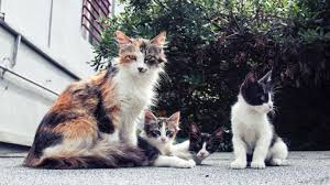 All cat owners should know how to read a cat food label, says richard hill, phd, associate professor at the university of florida college of veterinary cornell university college of veterinary medicine: How To Feed Multiple Cats In The Same Household Argos Pet Insurance