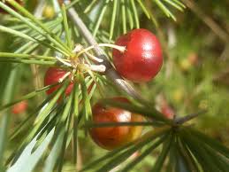 Image result for Asparagus laricinus