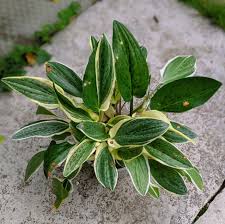 Image result for Ledebouria luteola