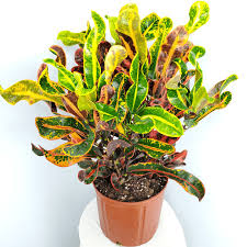 Image result for Croton