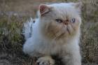 Persian cat - Wikipedia