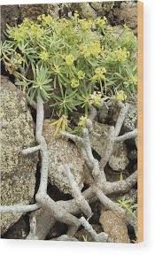 Image result for Euphorbia jubata