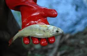 Un proverbe turc dit « sans effort, pas de repas. Yvelines 3 5 Tonnes De Poissons Morts Repeches Dans La Seine