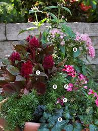 Perfect Container Pairings For Geraniums Container Flowers Asparagus Fern Geraniums