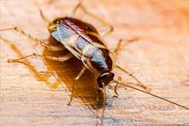 Narrow your search in the professionals section of the website to santa rosa beach, fl home stagers. Pest Identification Panama City Beach Destin Fl Guardian Pest Control