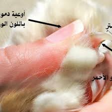 طرق التخلص من براغيث القطط بشكل نهائي دليل العيادات البيطرية دكتور بيطري بين يديك
