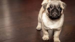 How to make a dog stay. How To Train A Puppy To Stay The Dog People By Rover Com
