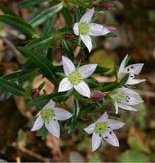 Image result for Swertia usambarensis