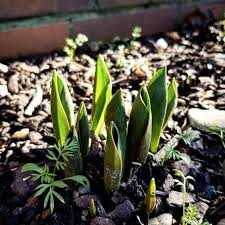Ein Sedumteppich Fur Unschone Gartenflachen In 2020 Mit Bildern Krauterpflanzen Gemuseanbau Melonen Anbauen