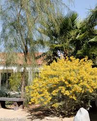 Image result for Cassia thyrsoidea