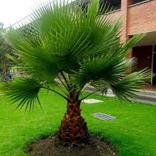 Image result for Washingtonia filifera