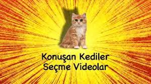 Konusan Kediler Secme Videolari Cok Komik Youtube