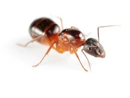 In preparing the day 1 builds for pc and consoles, we discovered a desynchronization between the pc and console code. Critter Control Humane Wildlife Removal Animal Control