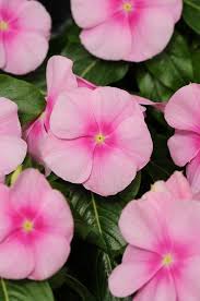 Image result for Catharanthus