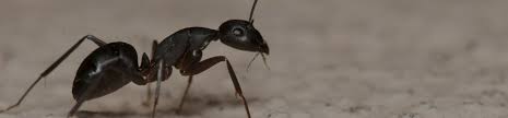 Truly nolen keller, florida guaranteed solutions for pest and termite control for your home or business in keller, florida. Contact Free Pest Inspection