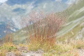 Image result for Avenella flexuosa