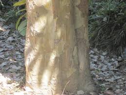 Image result for Stereospermum kunthianum