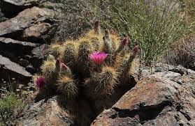 Beneficial to native wildlife heaviest bloom season: Desert Plants Arizona State Parks