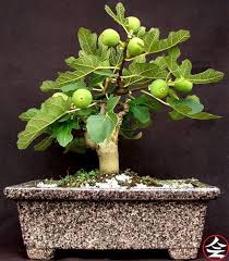 Shop a huge online selection at ebay.com. 450 Bonsai Fruit Tree Ideas Bonsai Fruit Tree Bonsai Bonsai Tree