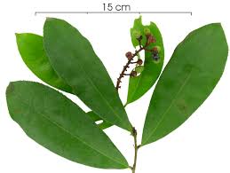 Image result for Pterocarpus lucens