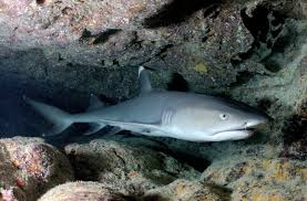 Cartilaginous Fish Vs Bony Fish Blue Planet Aquarium