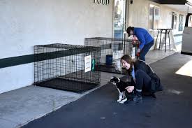 Our professional and knowledgeable staff seek to provide the best medical, surgical, and dental care possible for your pets. Veterinarians Across State Add Covid 19 Related Services Idaho Business Review