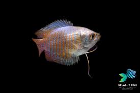 Blue Gourami And Betta Fish: More Similar Than You Might Think