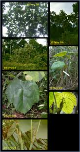 Image result for Macaranga