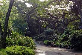 Waimea Valley Botanical Garden Waimea Valley Waimea Oahu