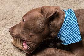Pit bulls love squeaky toys and they keep pushing them hard so that they can constantly hear the squeaking noise. Best Chew Toys For Pit Bull Puppies Indestructible Pitbulltribe Com