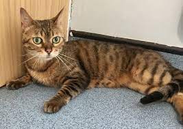 Cats Protection Benny And Luna Our Sponsor Cats From Facebook