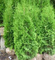 Maybe you would like to learn more about one of these? Hedging Cedar Trees Port Kells Nurseries