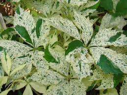 Image result for Parthenocissus quinquefolia