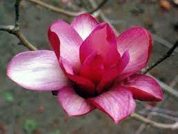 5 Pcs Magnolia Denudata Wilsonii Fragrant Red Flower Tree Seeds Usa Free Ship Magnolia Trees Red Magnolia Flowers