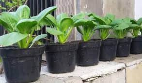 Sawi jenis ni kita boleh ambil daunnya seawal 20 hari lepas tanam. Cara Menanam Caisim Di Polybag Modal Kecil Untungnya Nggak Main Main